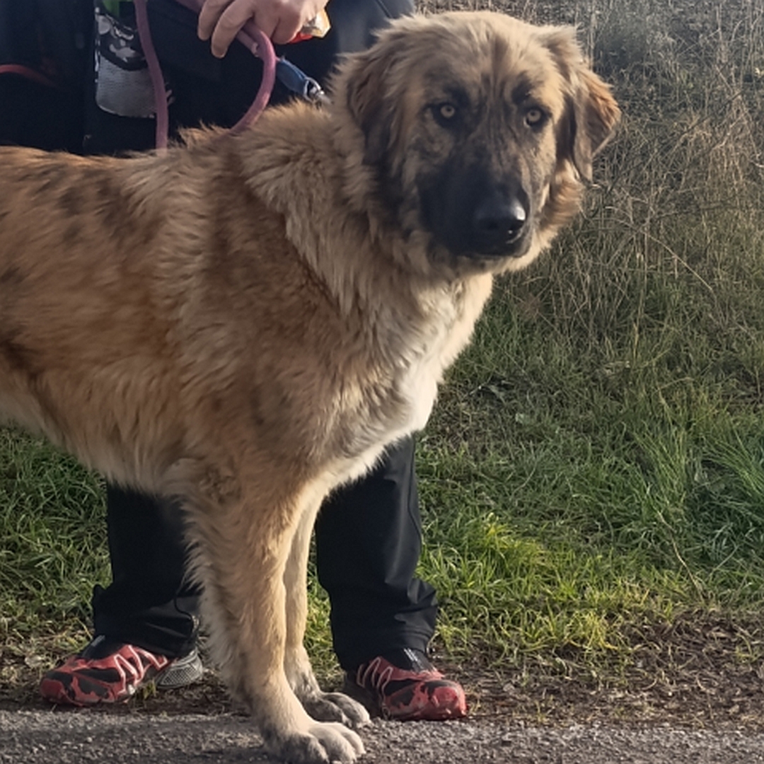 Hellbraune Hündin, stehend, rechte Seite, Kopf und Blick nach rechts direkt in Kamera