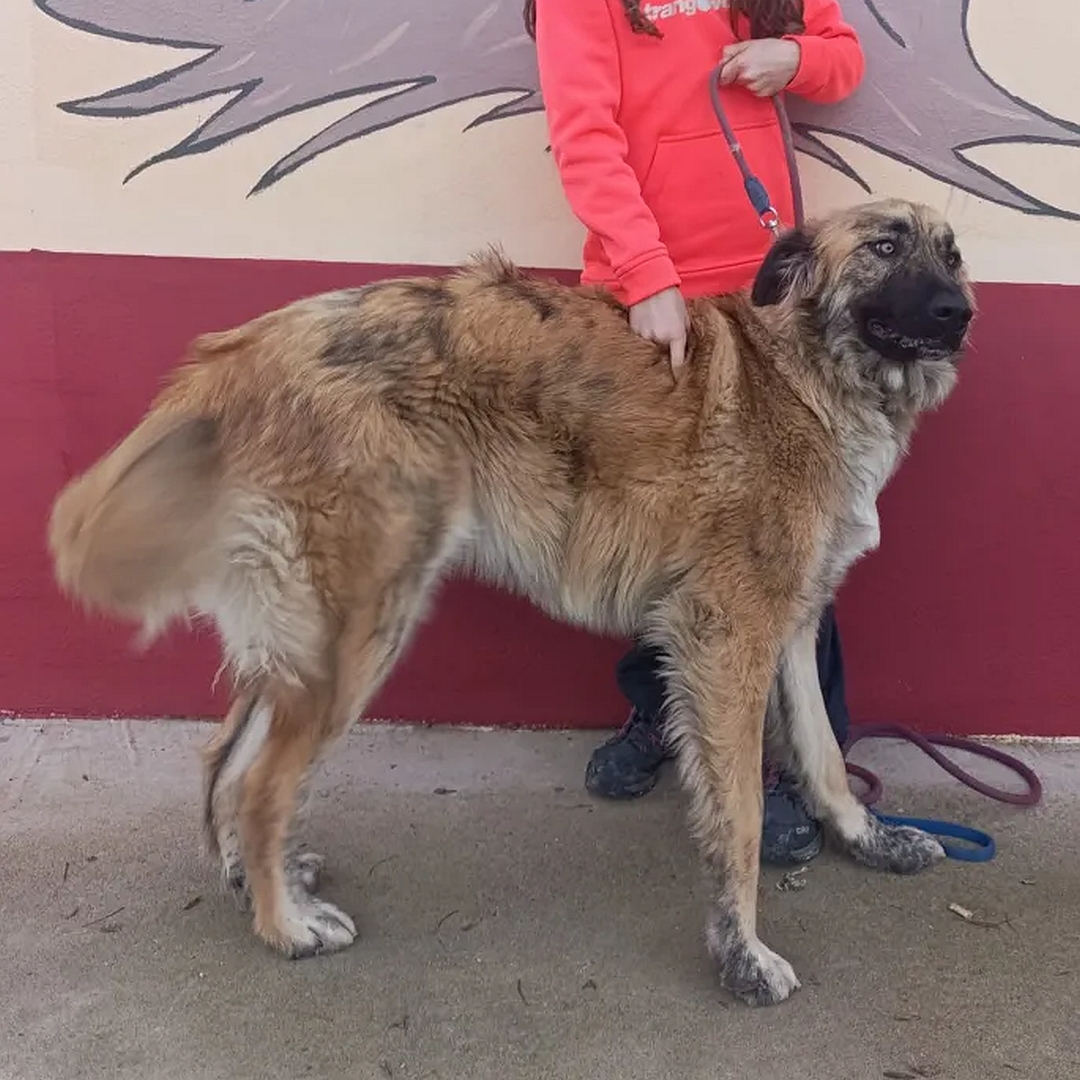 Hellbraune Hündin, stehend, rechte Seite, Kopf und Blick nach rechts 