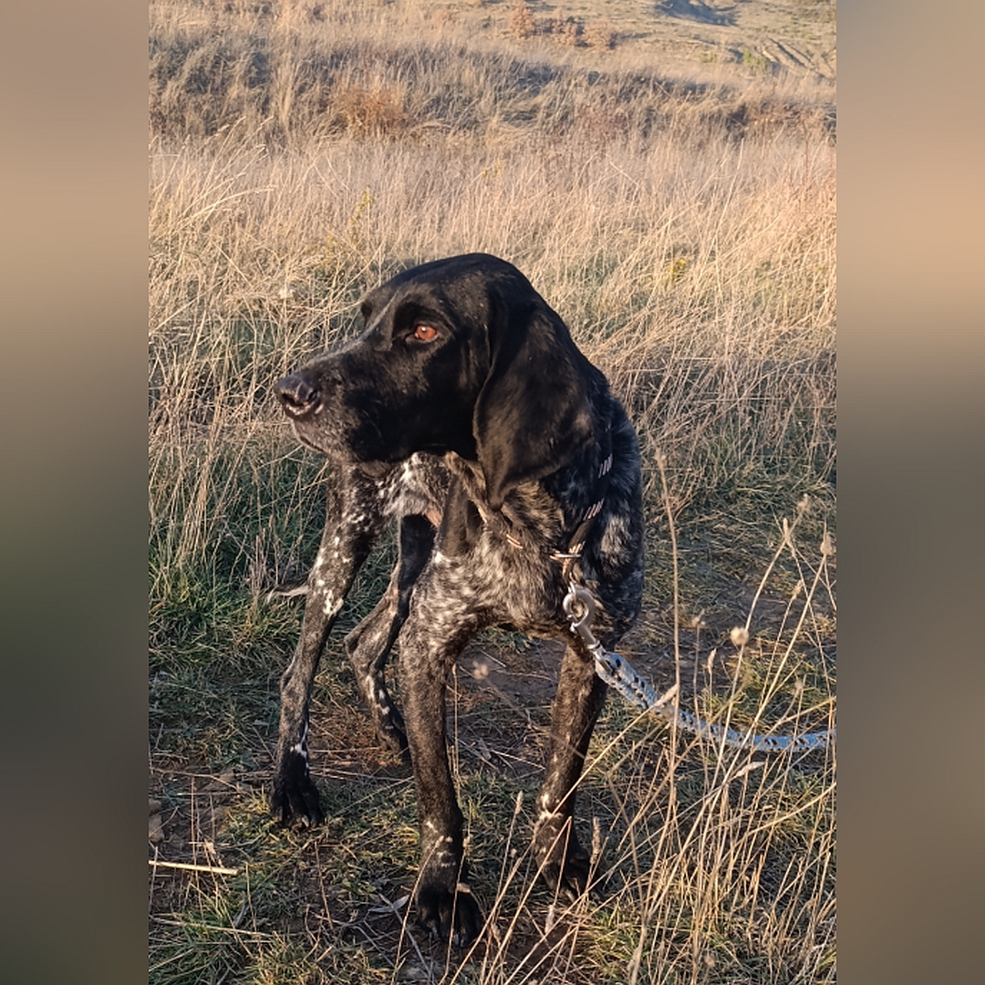 Dunkelbraun- gestromter Rüde, stehend, von vorn, Kopf und Blick leicht nach rechts