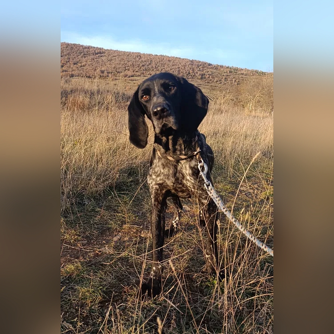 Dunkelbraun- gestromter Rüde, stehend, von vorn, Blick geradeaus