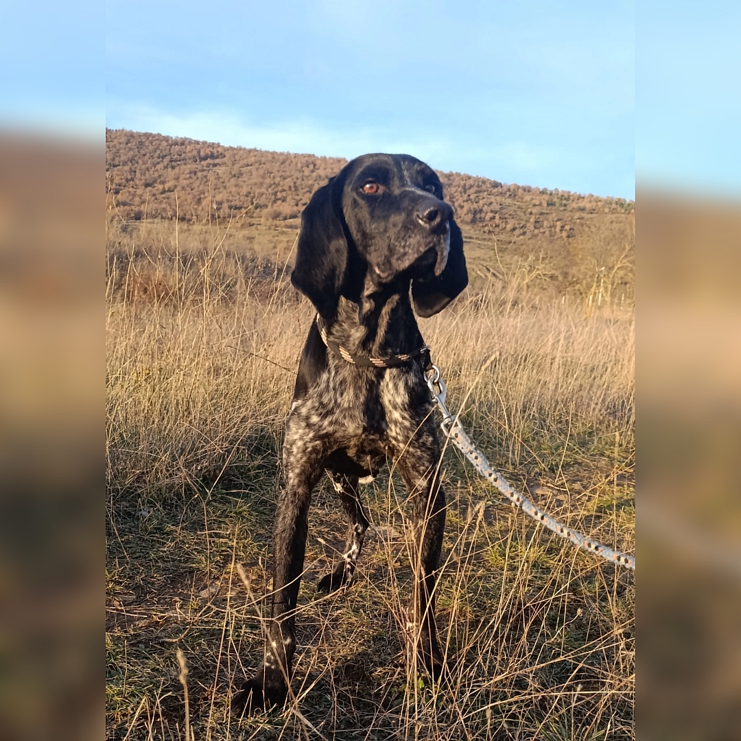 Dunkelbraun- gestromter Rüde, stehend, von vorn, Kopf und Blick leicht nach links oben
