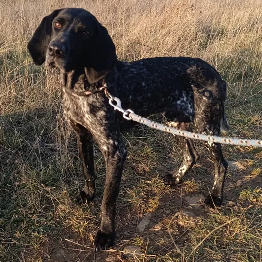 Dunkelbraun- gestromter Rüde, stehend, eher linke Seite, Kopf und Blick leicht nach links