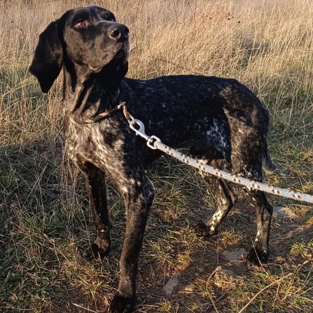 Dunkelbraun- gestromter Rüde, stehend, eher linke Seite, Kopf und Blick nach links oben