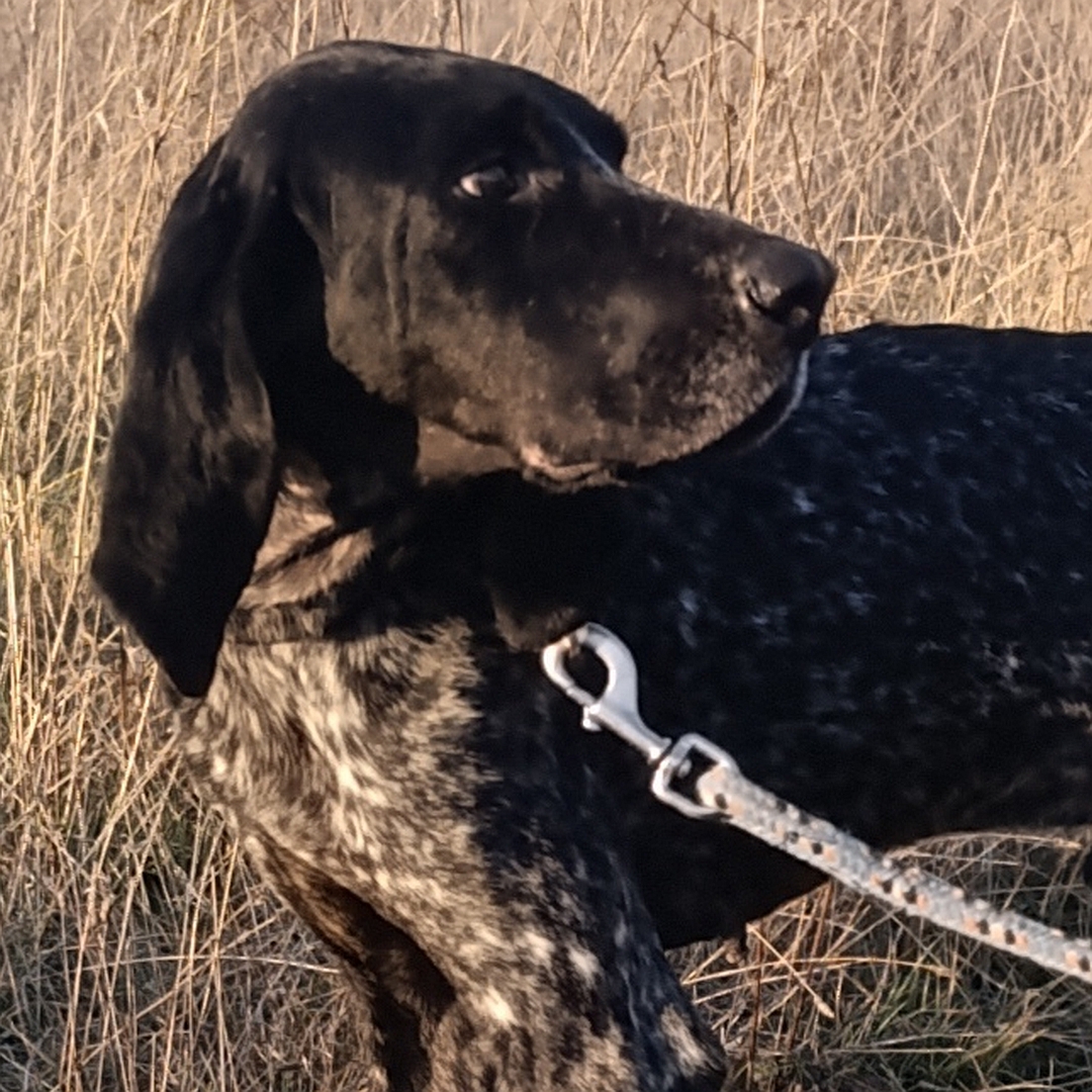 Dunkelbraun- gestromter Rüde, stehend, seitliches Portrait, Kopf Blick nach links hinten