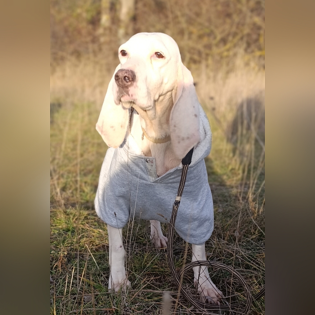 Weiße Hündin, stehend, von vorn, Kopf und Blick leicht nach rechts