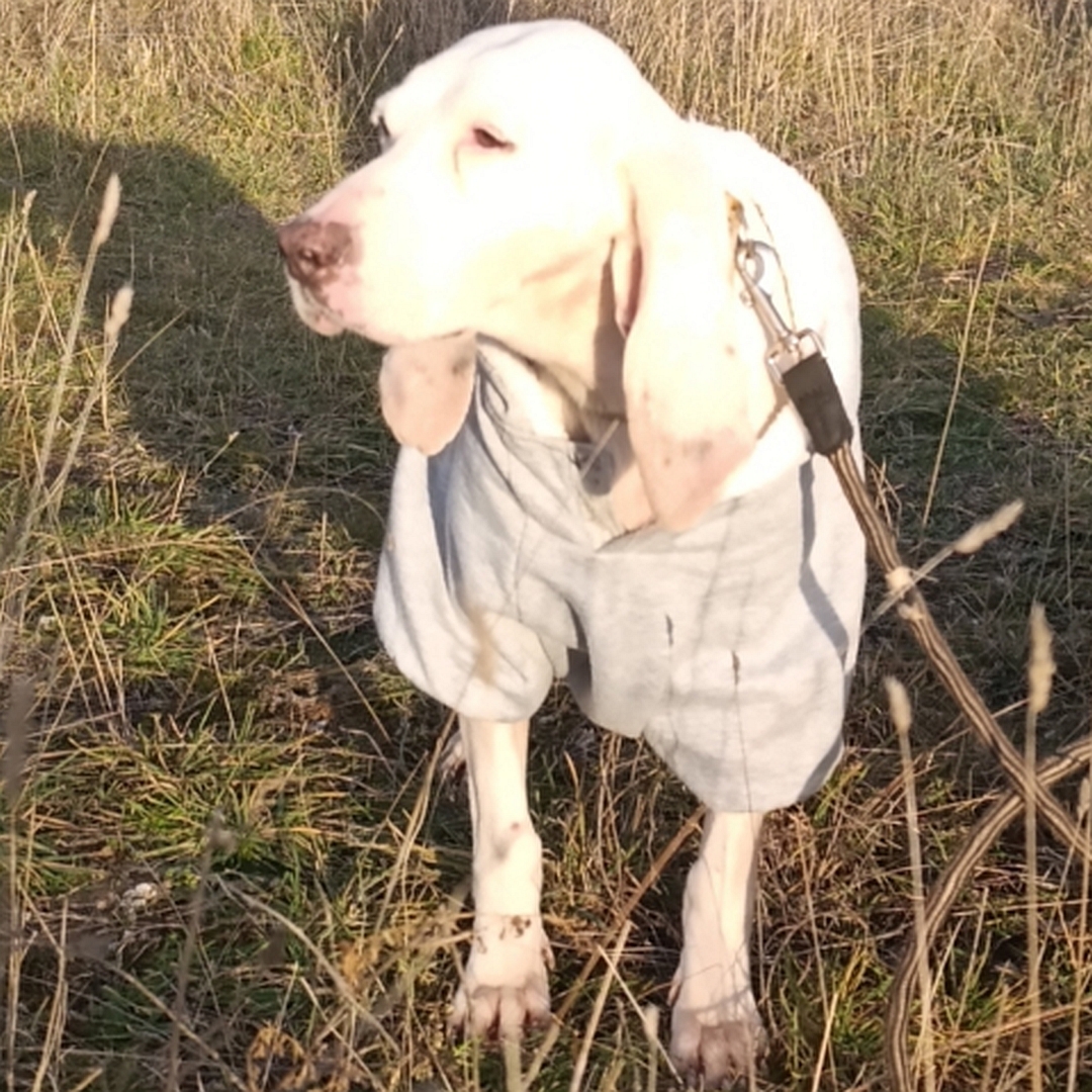 Weiße Hündin, stehend, von vorn, Kopf und Blick nach rechts