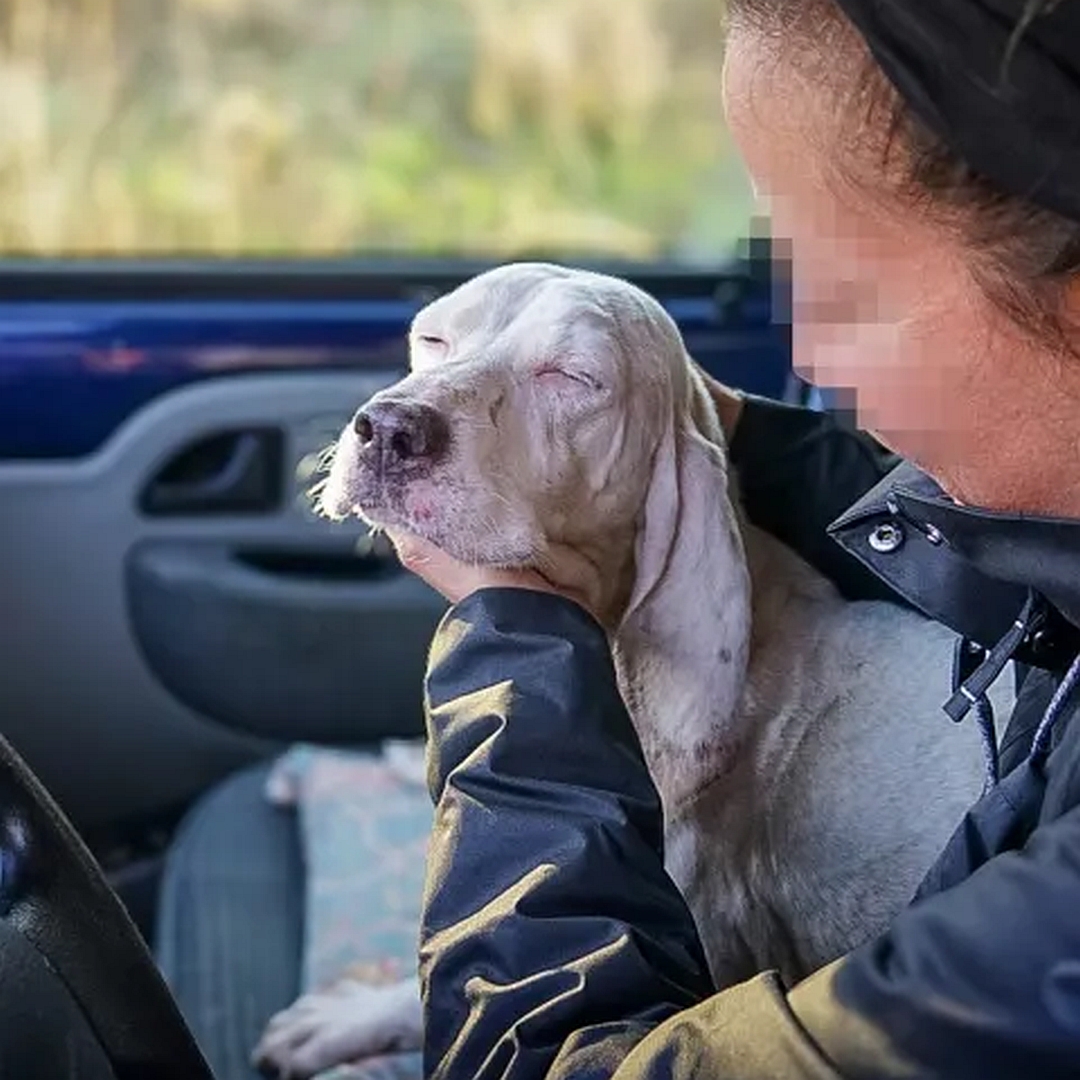 Weiße Hündin, auf dem Schoß einer Person im Auto, Portrait, Kopf nach links, wird gestreichelt, Augen wohlig geschlossen