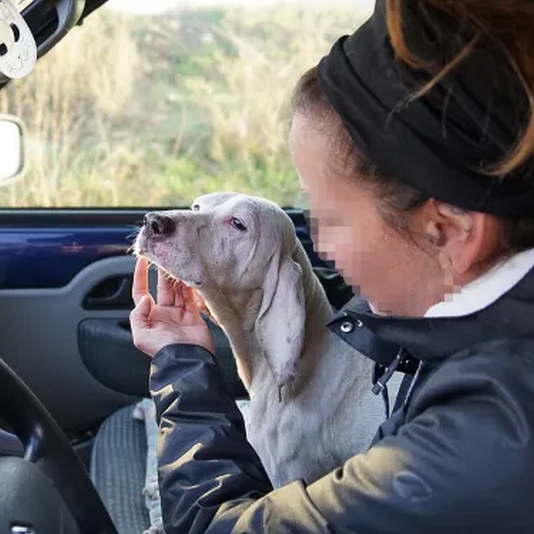 Weiße Hündin, auf dem Schoß einer Person im Auto, seitliches Portrait, Kopf nach oben, wird gestreichelt, Augen wohlig geschlossen