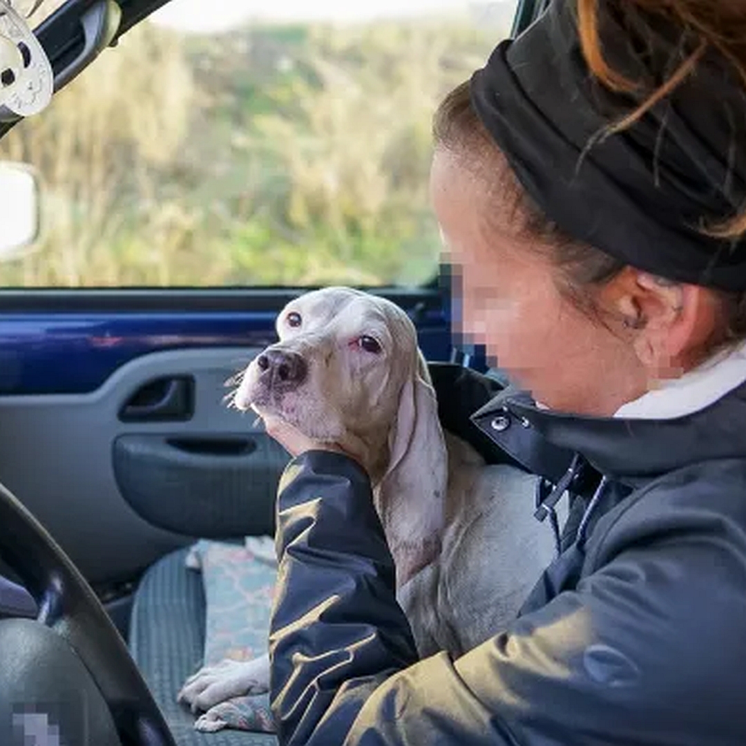 Weiße Hündin, auf dem Schoß einer Person im Auto, Portrait, Kopf nach links, wird gestreichelt, Blick in Kamera