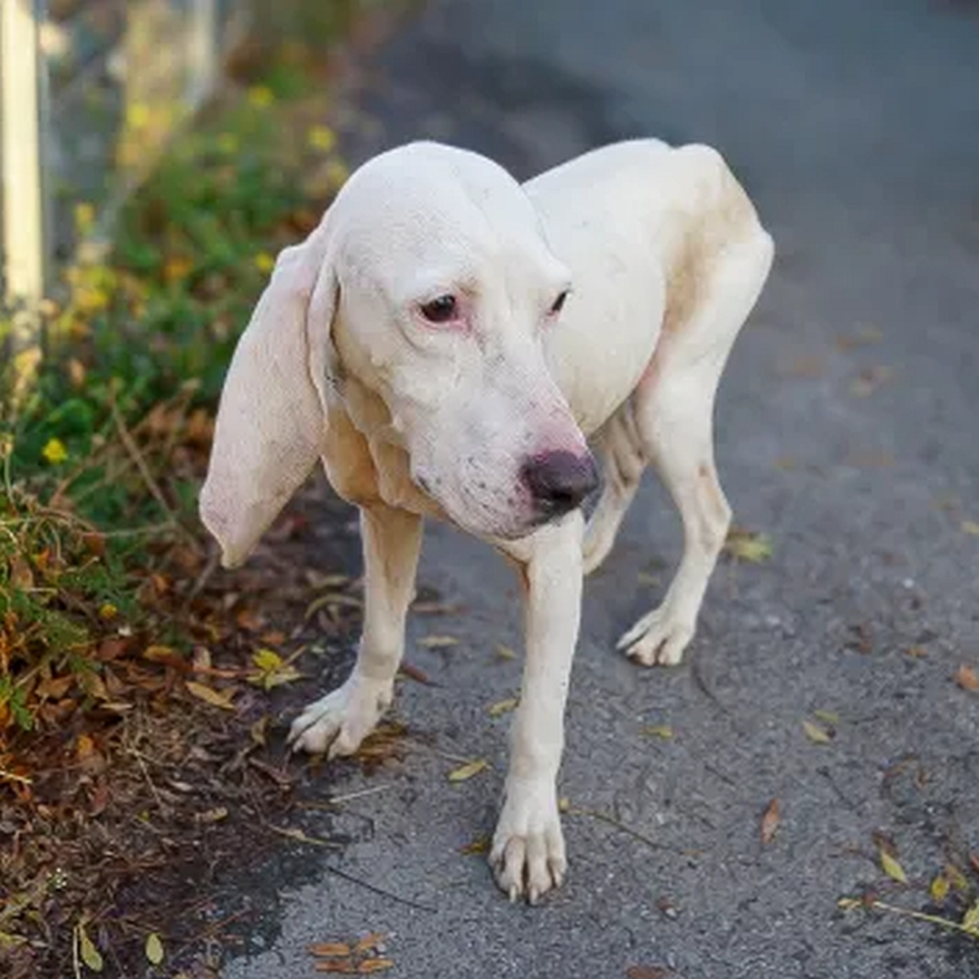 Weiße Hündin, stehend, von eher links vorn, Kopf und Blick nach links