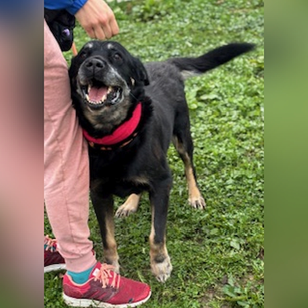 Schwarz-brauner Rüde, stehend, von vorn, Kopf und Blick nach oben zu einer Person