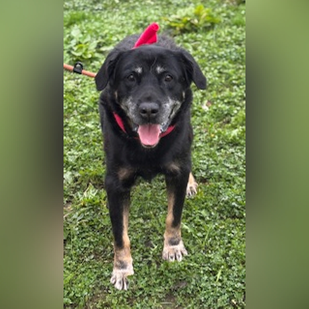 Schwarz-brauner Rüde, stehend, von vorn, Blick in Kamera