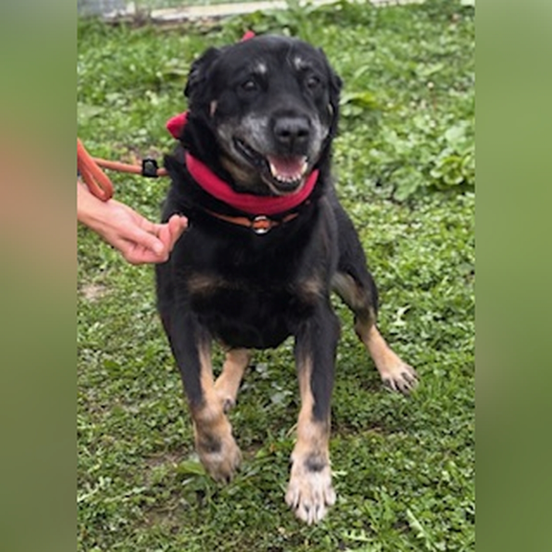 Schwarz-brauner Rüde, stehend, von vorn, Blick in Kamera