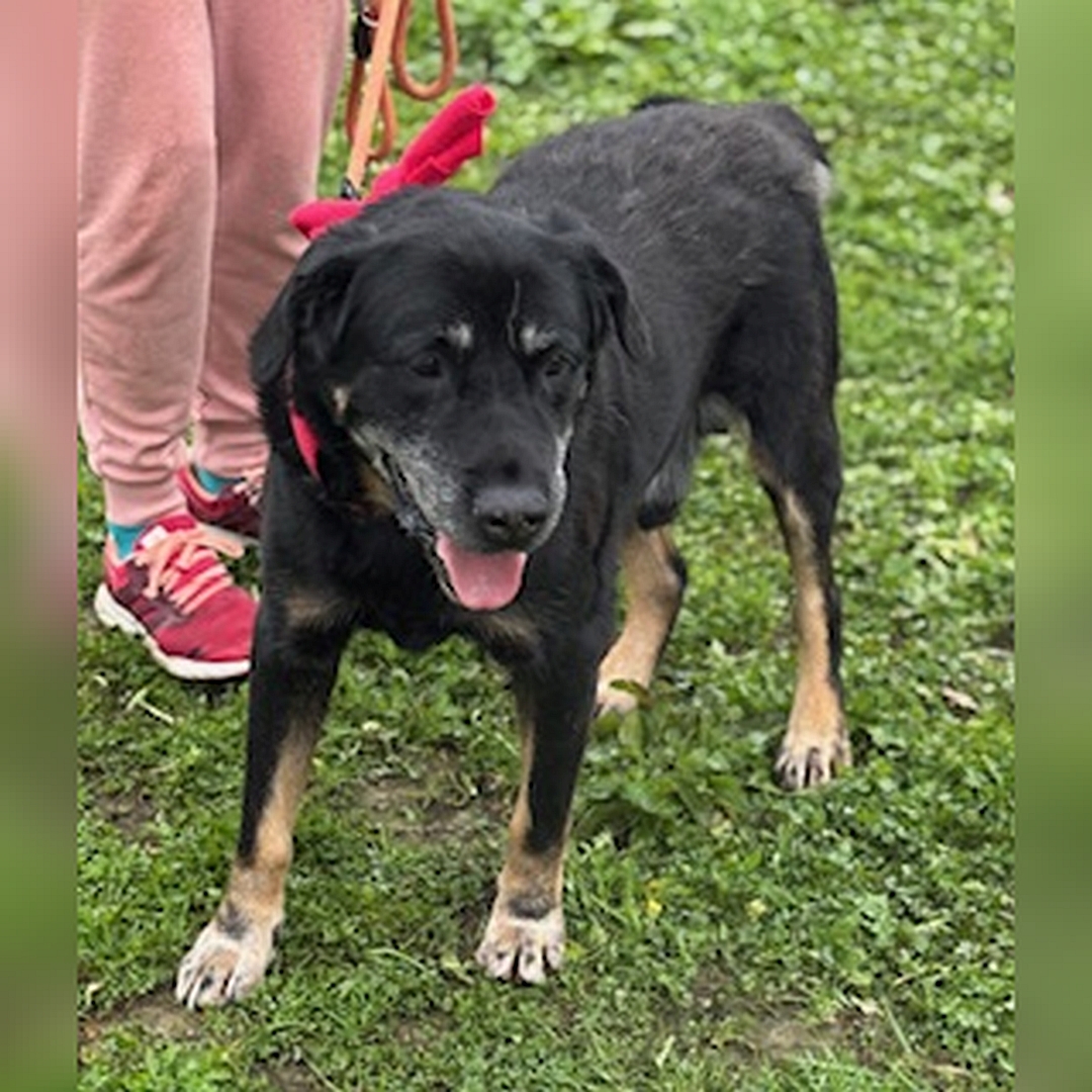 Schwarz-brauner Rüde, stehend, von eher rechts vorn, Kopf und Blick leicht nach links