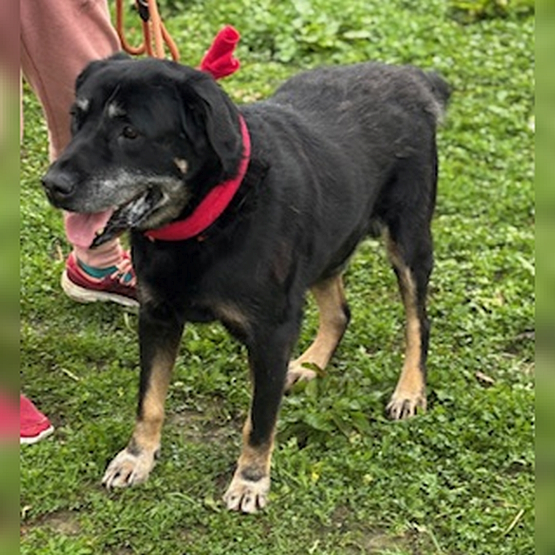 Schwarz-brauner Rüde, stehend, von eher rechts vorn, Kopf und Blick nach rechts 