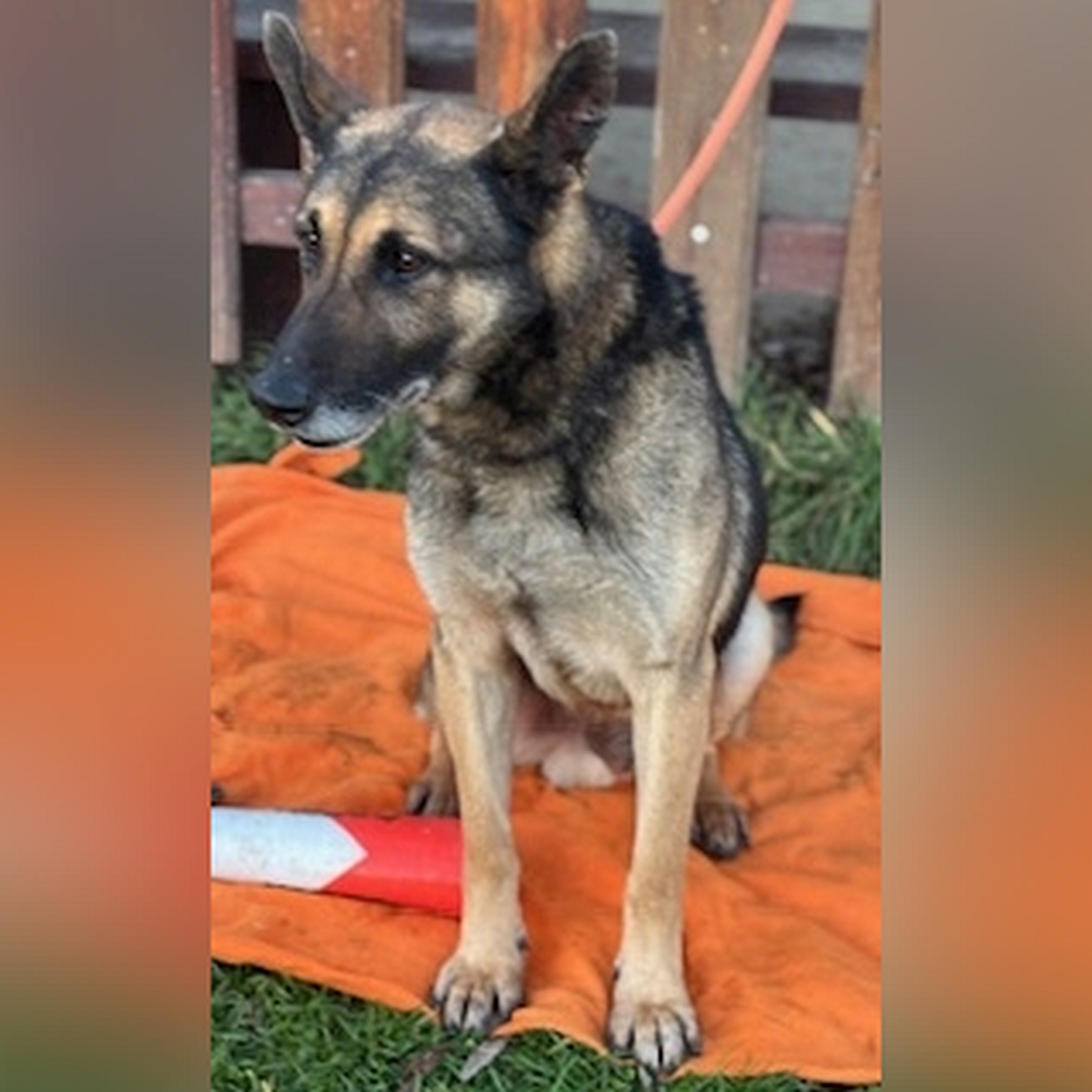 Schwarz-brauner Rüde, sitzend, von vorn, Kopf und Blick nach rechts