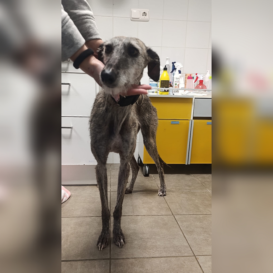 Grau-braun gestromte Hündin, stehend, von vorn, Blick leicht nach rechts