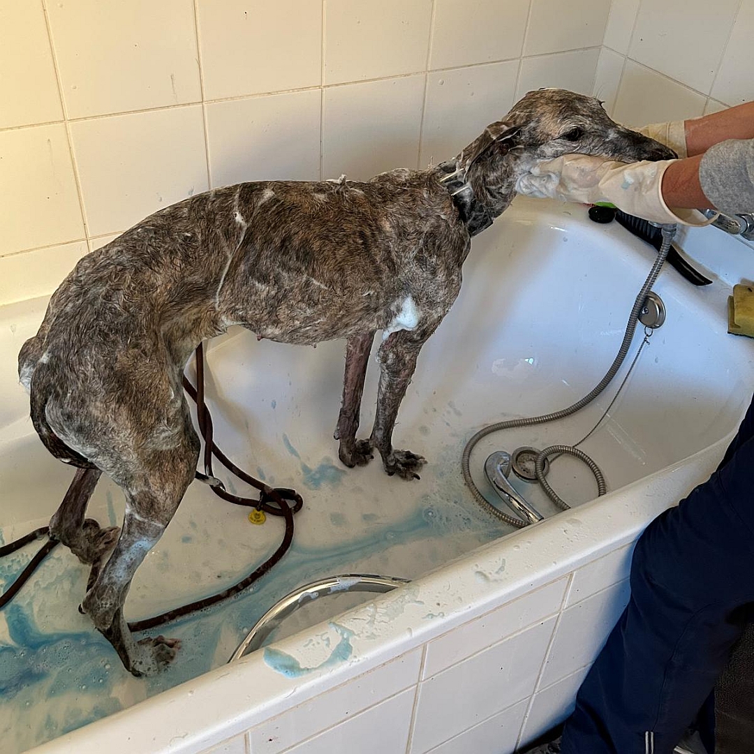 Grau-braun gestromte Hündin, stehend, wird gebadet, rechte Seite, Kopf und Blick geradeaus