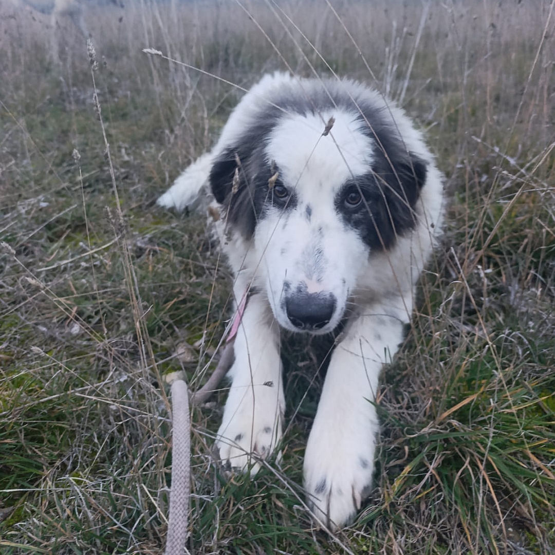 Weiße Hündin, graue Ohren, liegend, von vorn, Blick in Kamera