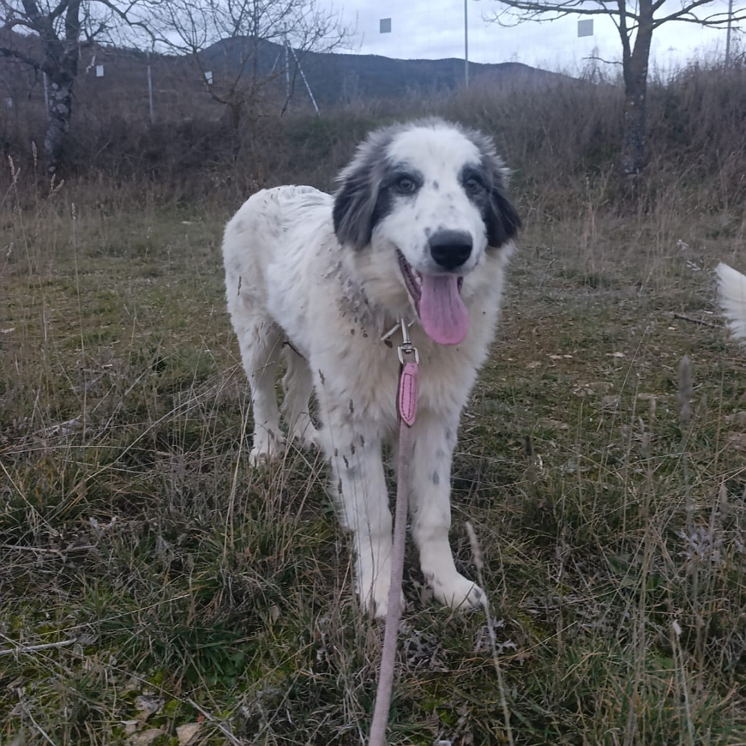 Weiße Hündin, graue Ohren, stehend, von vorn, Blick in Kamera