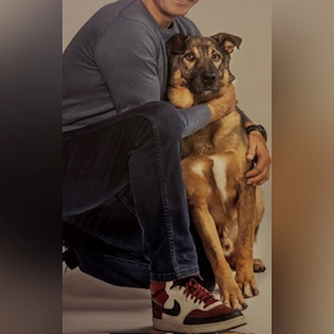 Braun-schwarzer Rüde, auf dem Schoß einer Person sitzend, von vorn, Kopf und Blick nach links