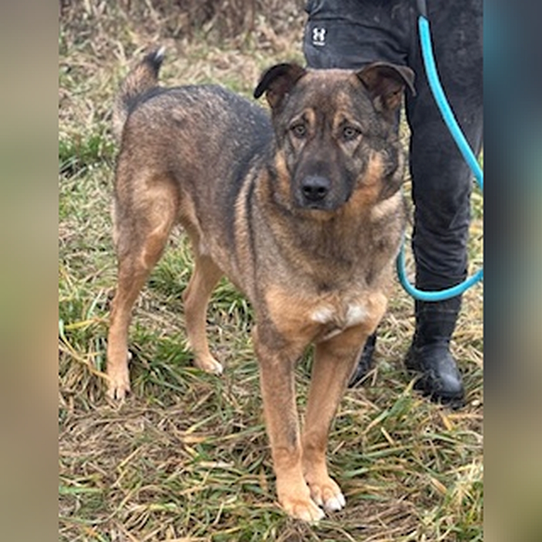 Braun-schwarzer Rüde, von eher vorne rechts, Kopf und Blick leicht nach rechts in Richtung Kamera