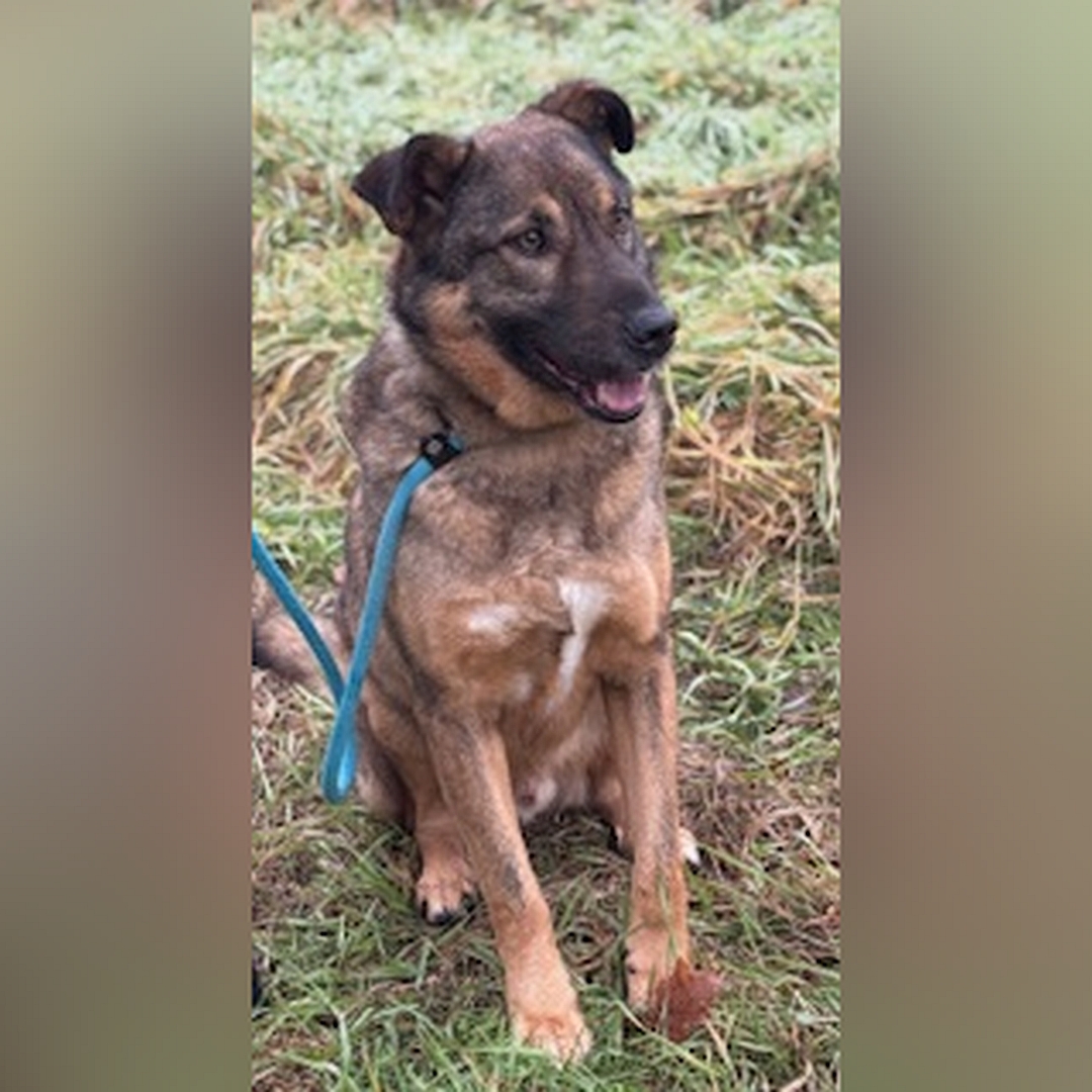 Braun-schwarzer Rüde, sitzend, von vorn, Kopf und Blick nach links