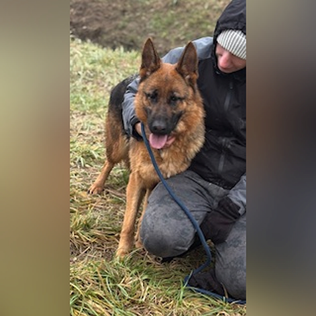 Schwarz-braune Hündin, grauer Rückenstreifen, stehend, von vorn, Kopf und Blick in Kamera, daneben eine Person
