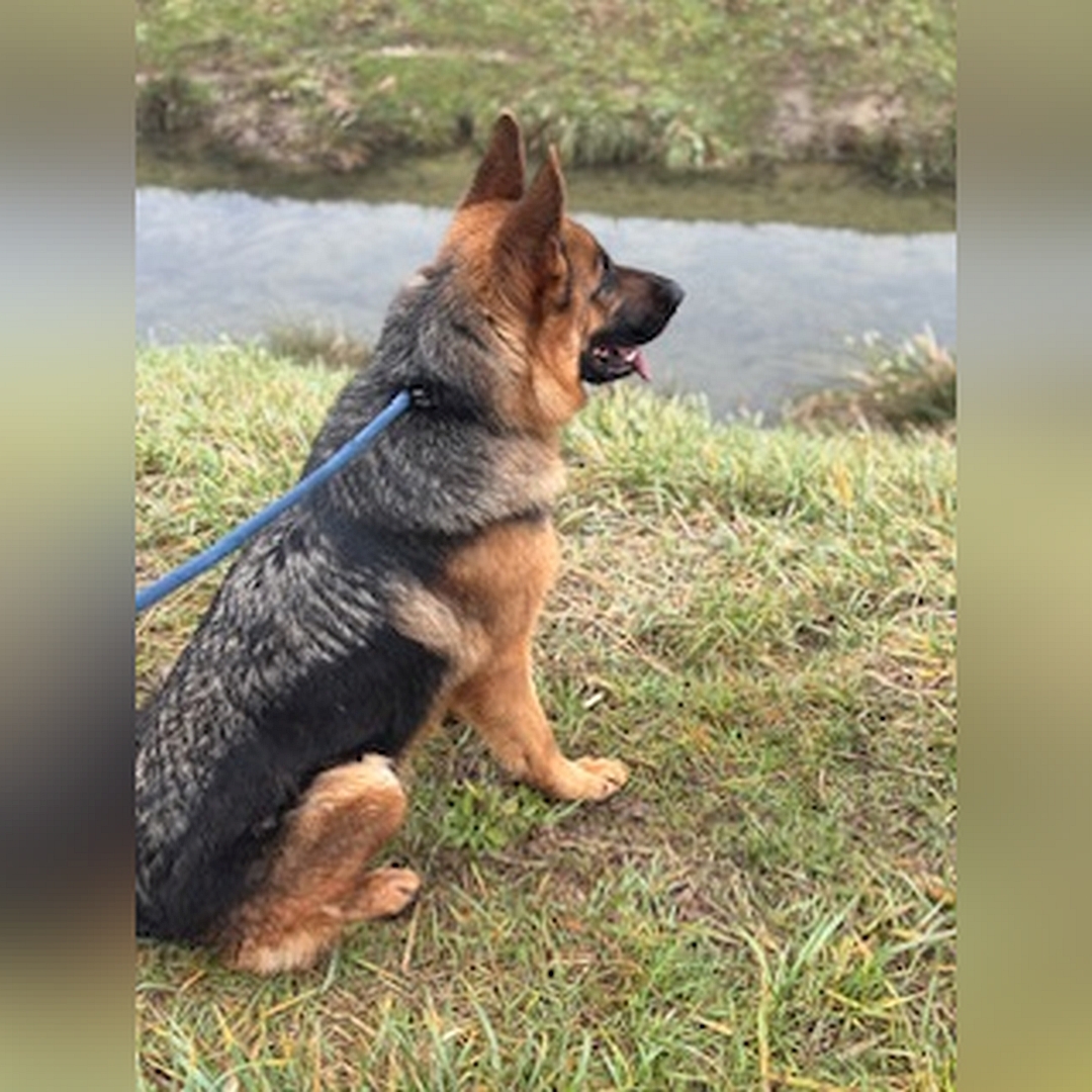 Schwarz-braune Hündin, grauer Rückenstreifen, sitzend, von eher hinten rechte Seite, Kopf und Blick geradeaus