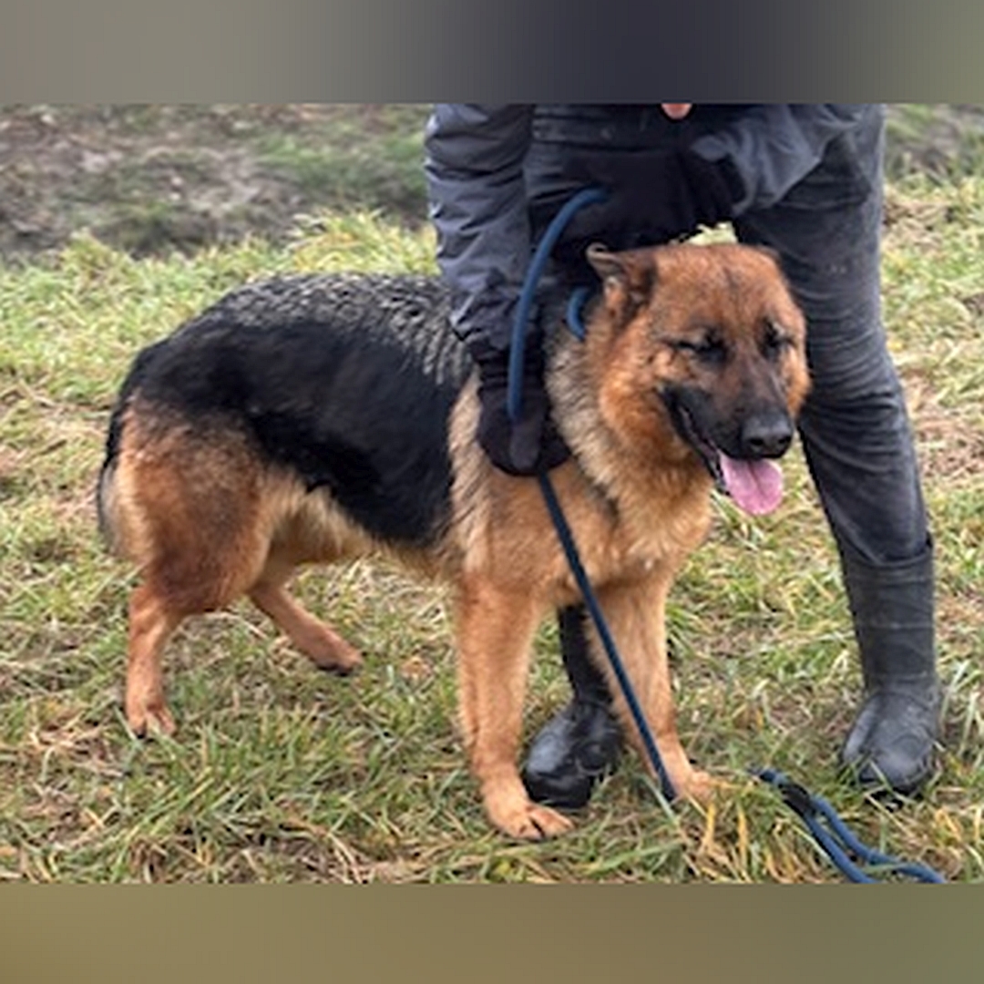 Schwarz-braune Hündin, grauer Rückenstreifen, stehend, von eher rechts vorn, Kopf und Blick geradeaus, dahinter eine Person