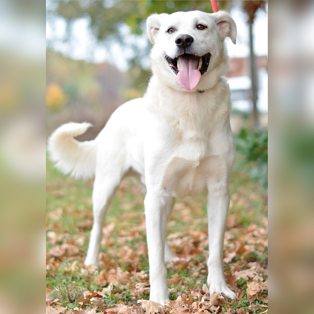 Weißer Rüde, stehend, von vorn, Blick in Kamera
