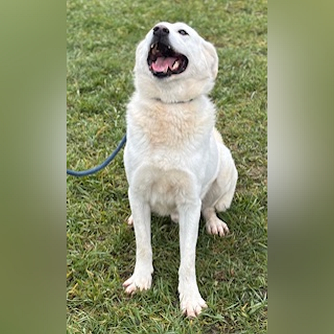 Weißer Rüde, sitzend, von vorn, Kopf und Blick nach oben zu einer Person