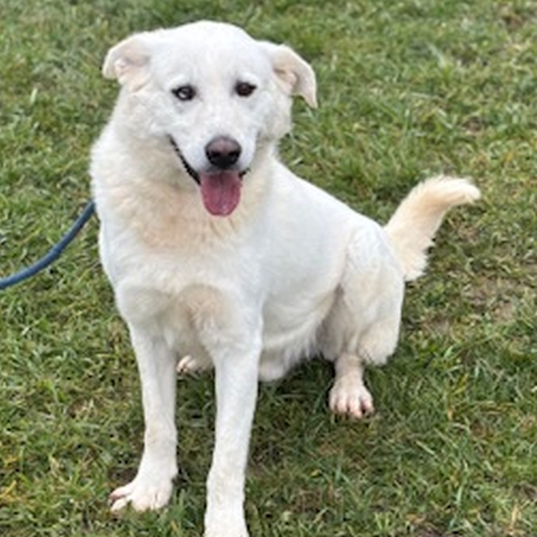 Weißer Rüde, sitzend, von eher links vorn, Kopf und Blick in Kamera