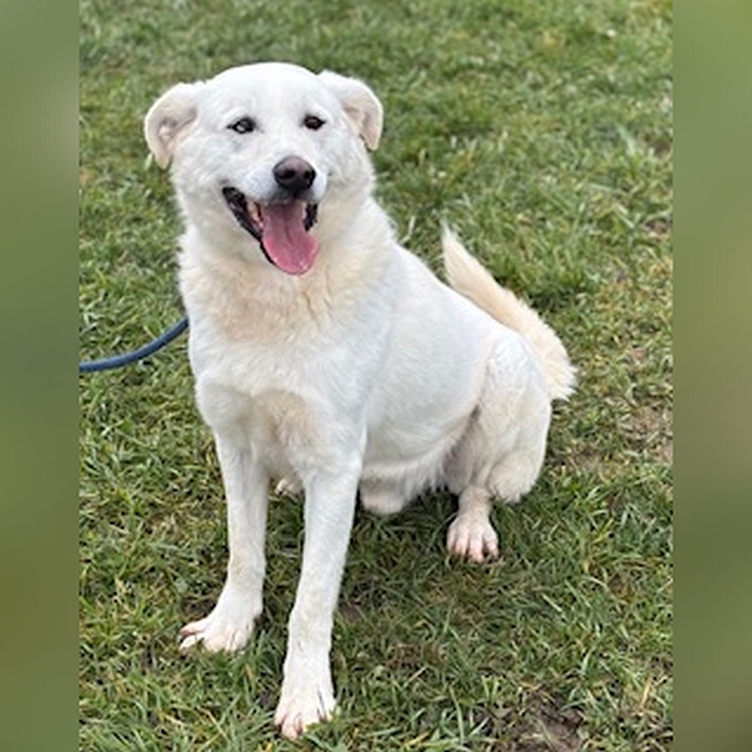 Weißer Rüde, sitzend, von vorn, Kopf und Blick leicht nach links