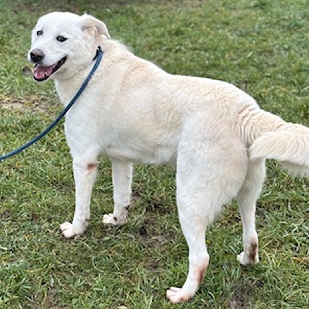 Weißer Rüde, stehend, linke Seite, Kopf und Blick nach links in Kamera