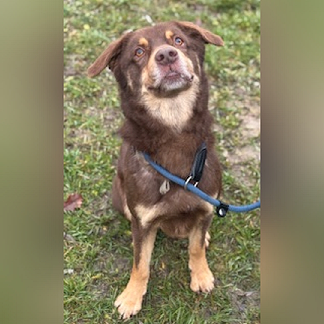 Braun-beiger Rüde, sitzend, von vorn, Kopf und Blick nach oben zu einer Person