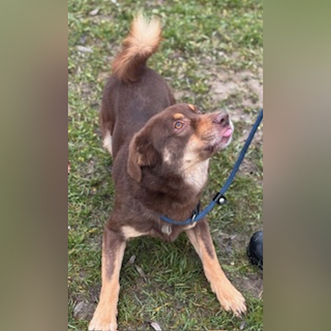 Braun-beiger Rüde, in Spielhaltung, von vorn, Kopf und Blick nach links oben zu einer Person