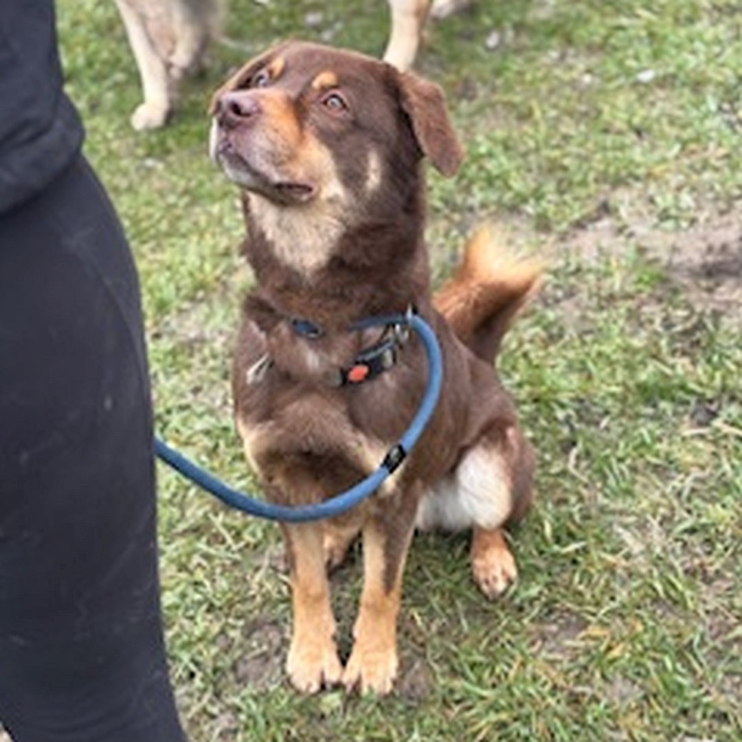 Braun-beiger Rüde, sitzend, von vorn, Kopf und Blick nach oben zu einer Person
