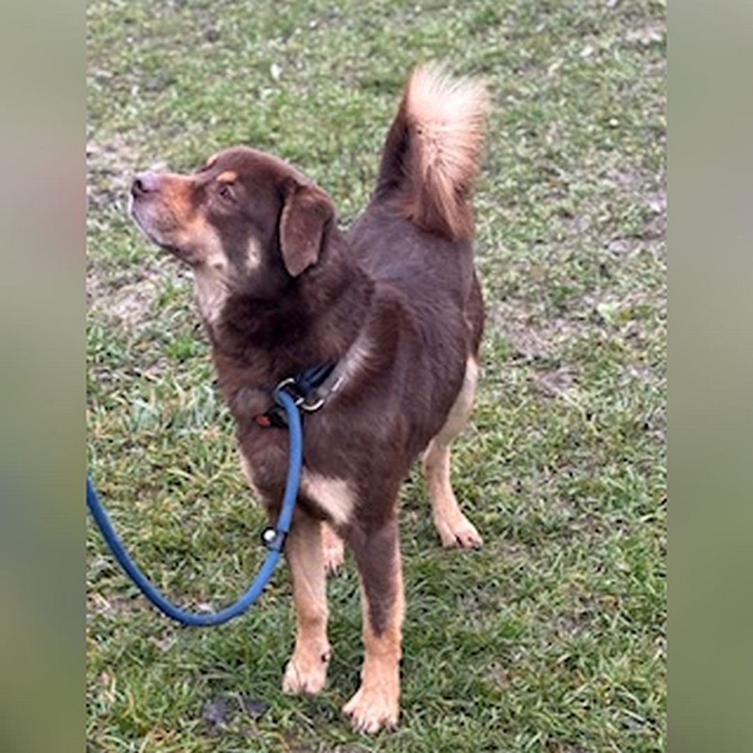 Braun-beiger Rüde, stehend, von vorn, Kopf und Blick leicht nach rechts oben zu einer Person