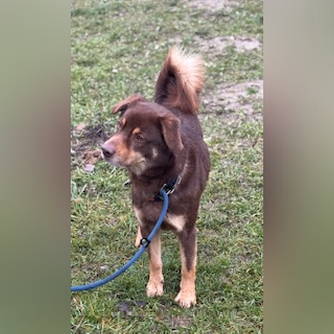 Braun-beiger Rüde, stehend, von vorn, Kopf und Blick nach rechts