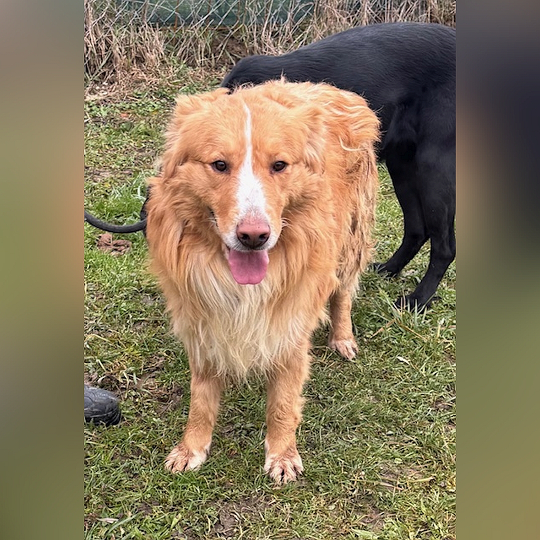 Hellbraun-weißer Rüde, stehend, von vorn, Blick geradeaus