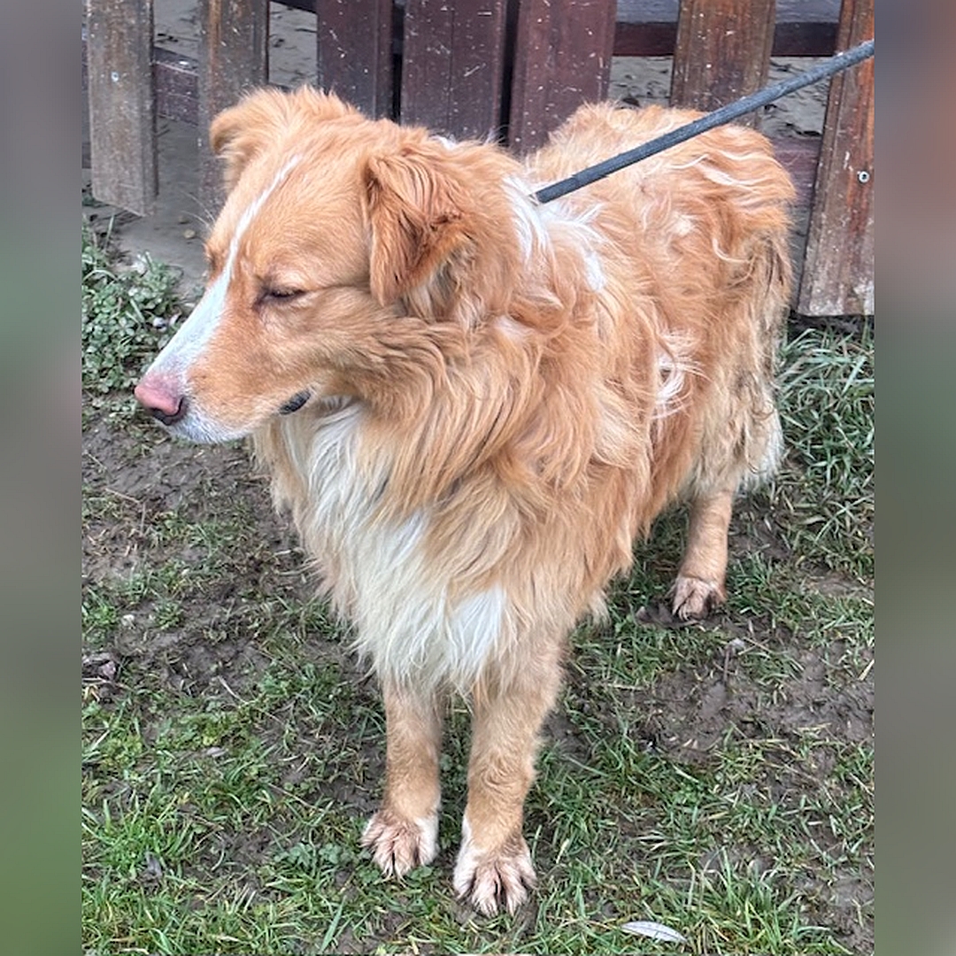 Hellbraun-weißer Rüde, stehend, von eher links vorn, Kopf und Blick nach rechts