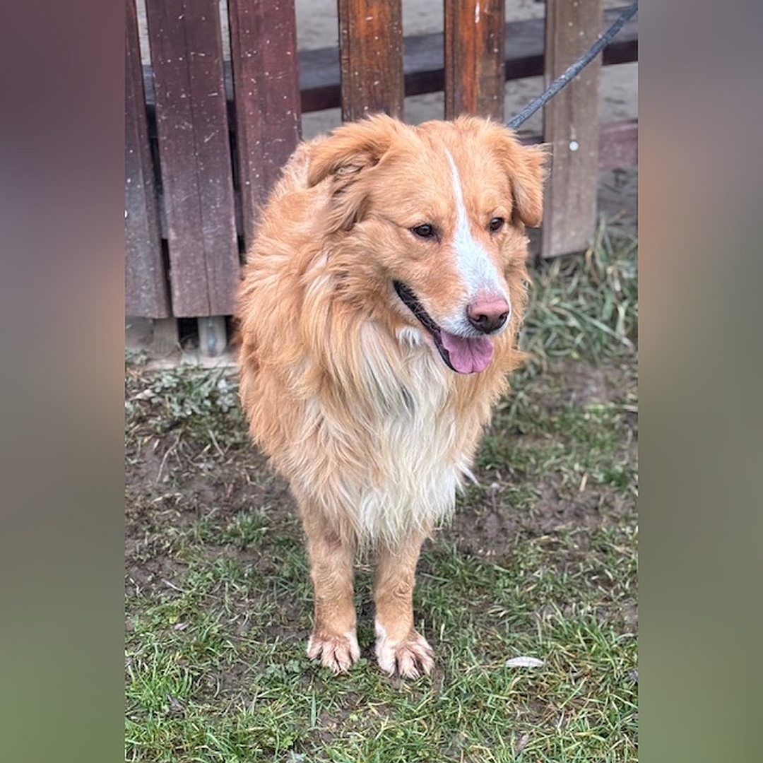 Hellbraun-weißer Rüde, stehend, von vorn, Kopf und Blick leicht nach links