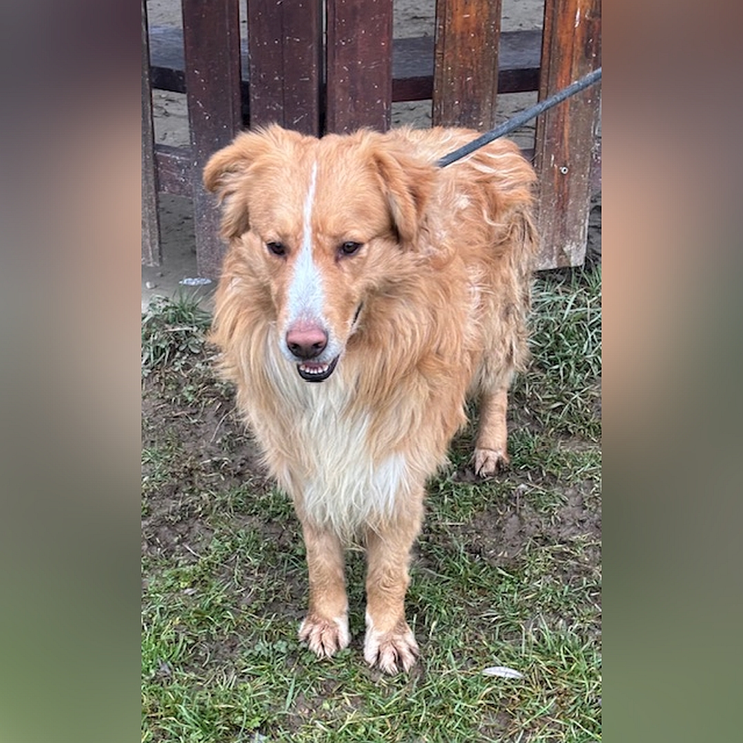 Hellbraun-weißer Rüde, stehend, von vorn, Blick leicht nach unten
