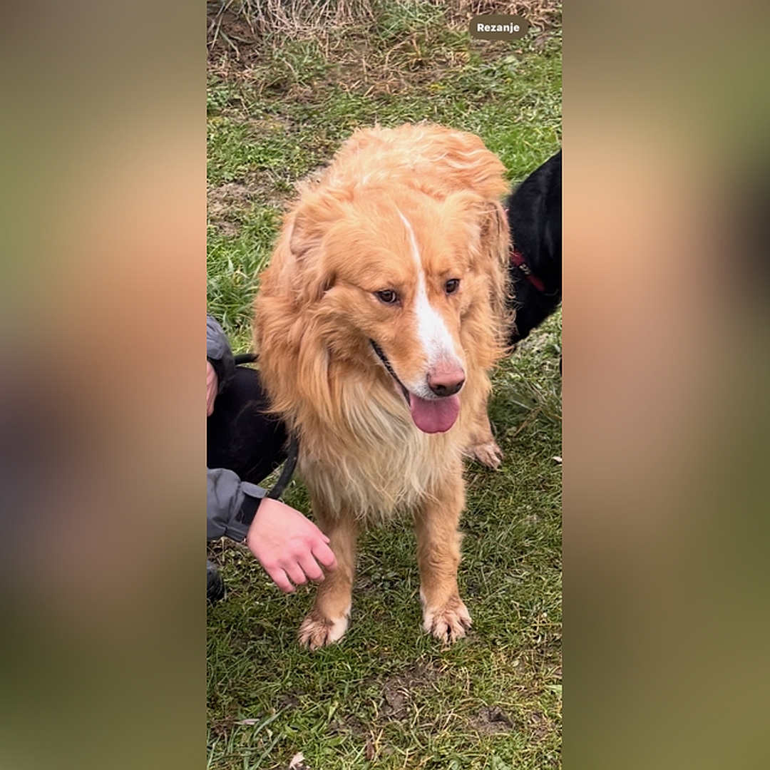 Hellbraun-weißer Rüde, stehend, von vorn, Blick leicht nach links unten