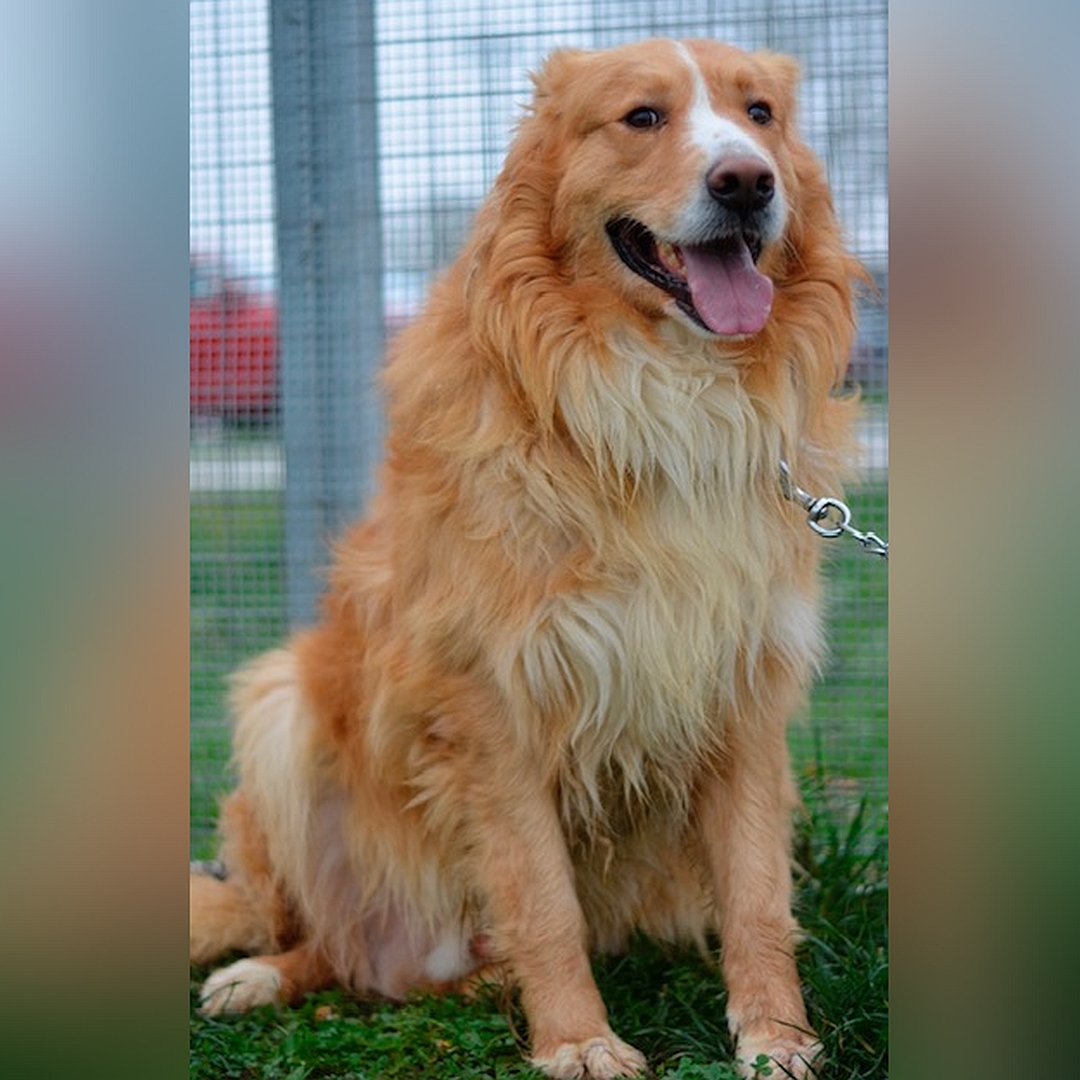 Hellbraun-weißer Rüde, sitzend, von vorn, Blick in Kamera