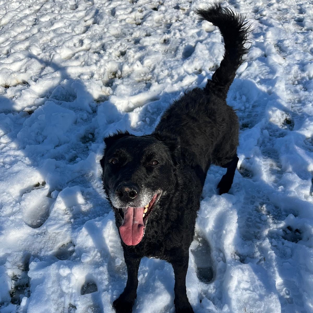 Schwarze Hündin, stehend, von vorn oben, Blick nach oben in Kamera