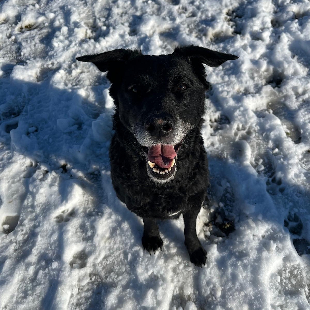 Schwarze Hündin, sitzend, von vorn oben, Blick nach oben in Kamera