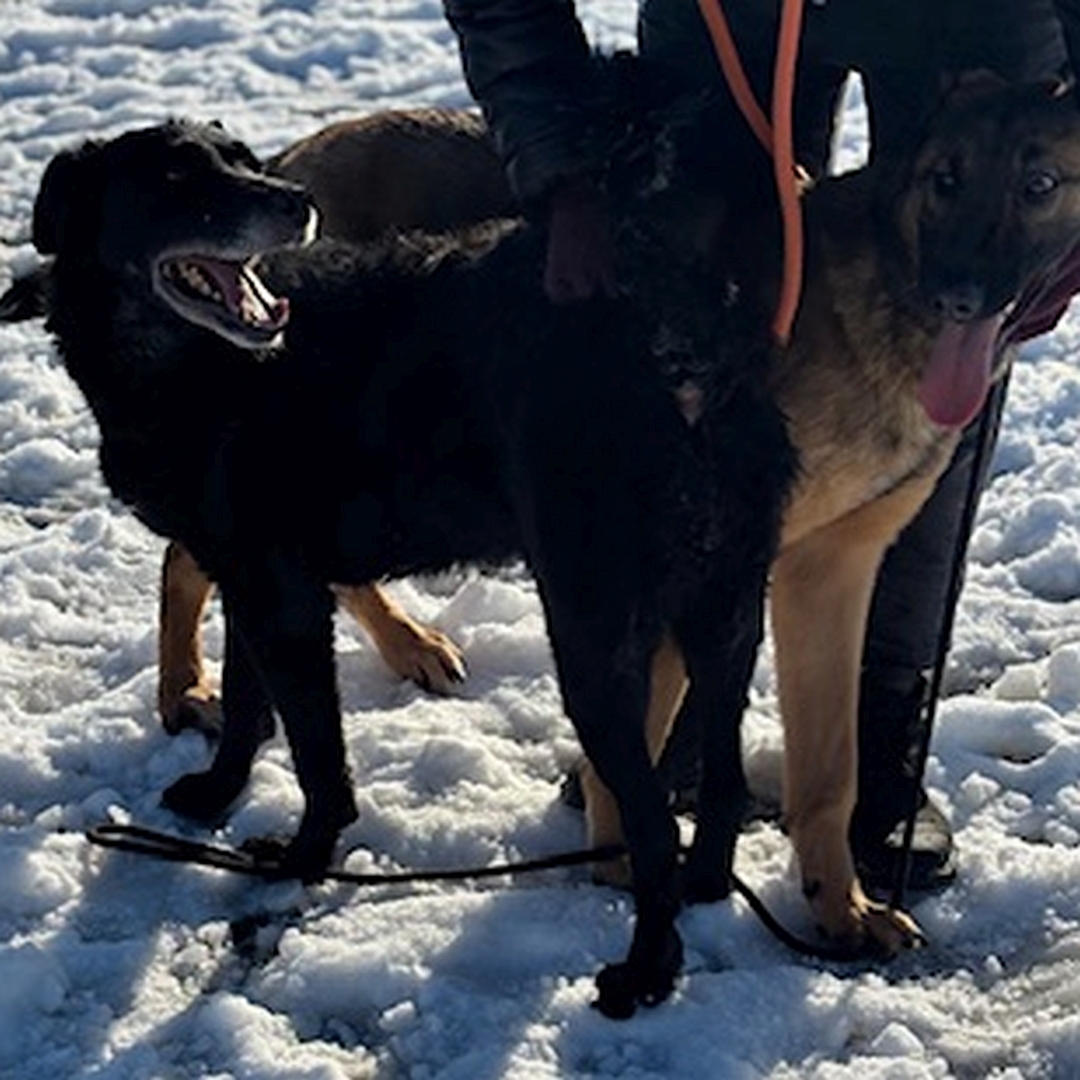 Schwarze Hündin, stehend, linke Seite, Kopf und Blick nach oben links zu einer Person, dahinter ein weiterer Hund