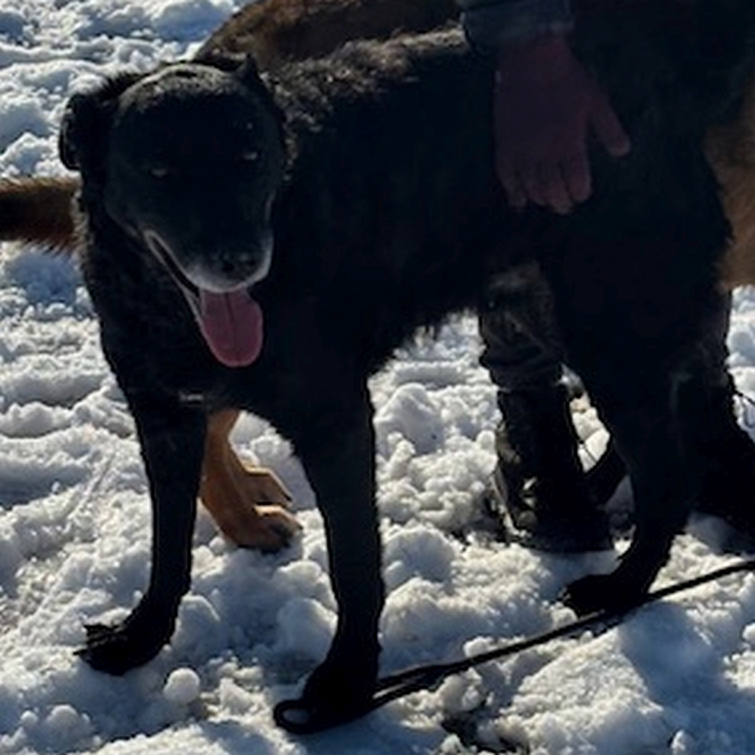 Schwarze Hündin, stehend, linke Seite, Kopf und Blick Richtung Kamera